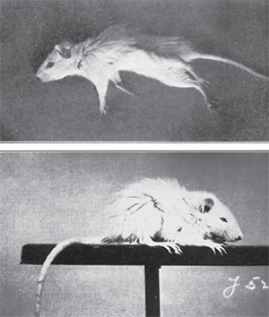 Фотографии из статьи 1918 года
