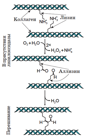Две истории про витамины 5