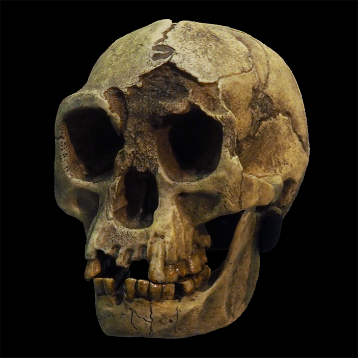 Череп Homo floresiensis