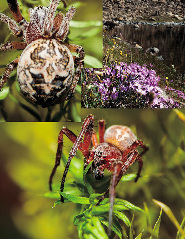 Лариниоидес рогатый