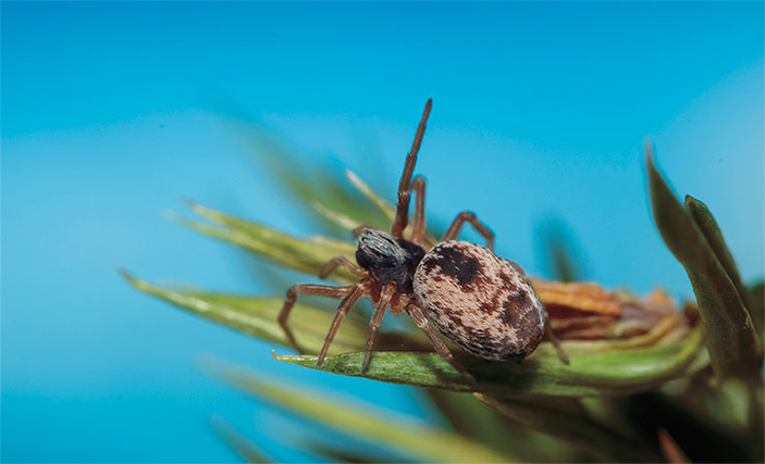 Диктина большая