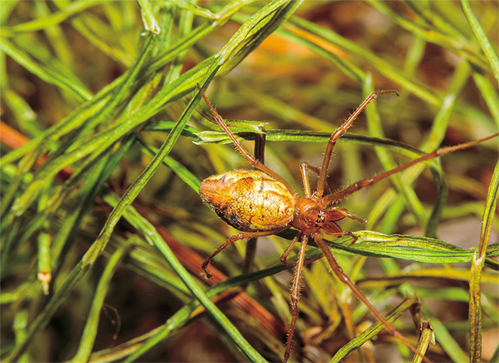 Вязальщик длинный