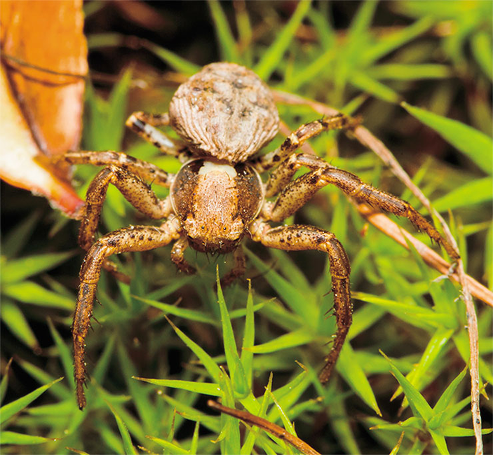 Псаммитис беловатый\n