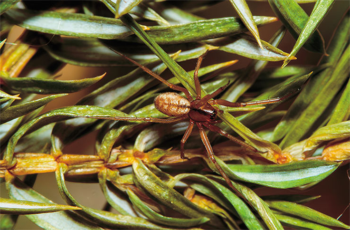 Паук-тенетник