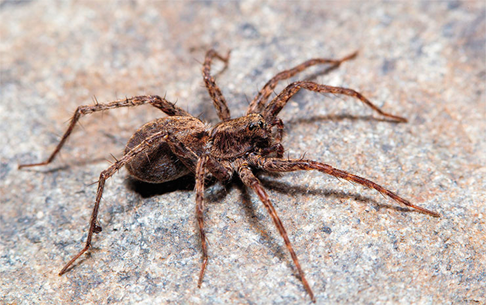 Пардоза неукрашенная