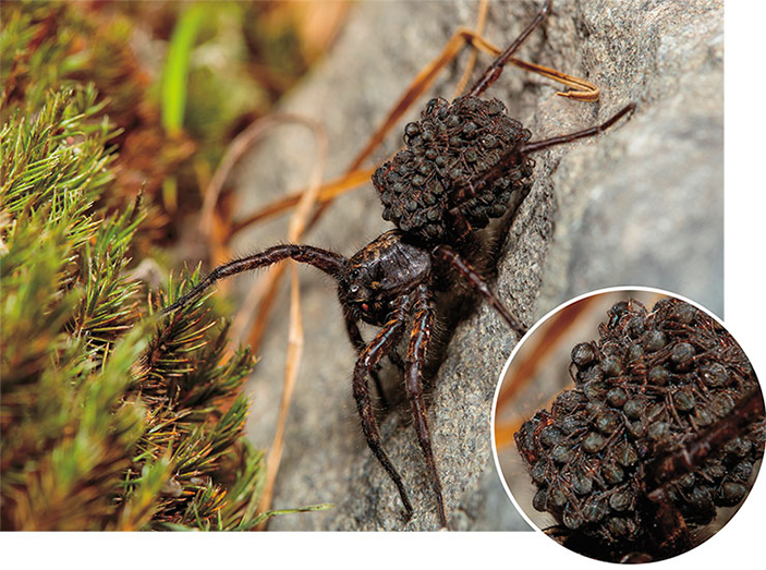 Алопекоза мохнатоногая