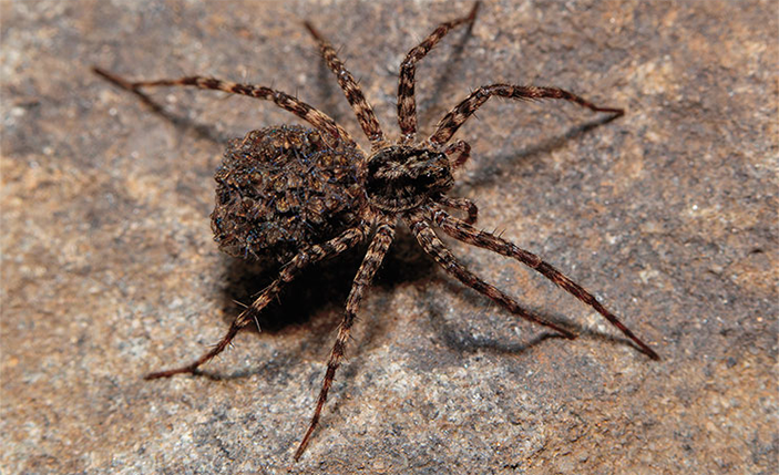 Акантоликоза норвежская