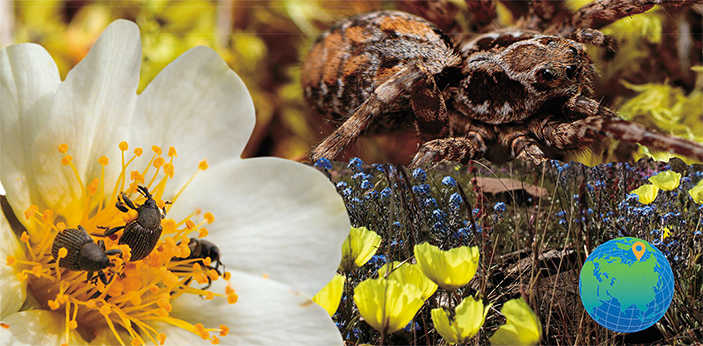 Весна на Южном Таймыре: «невидимая жизнь»