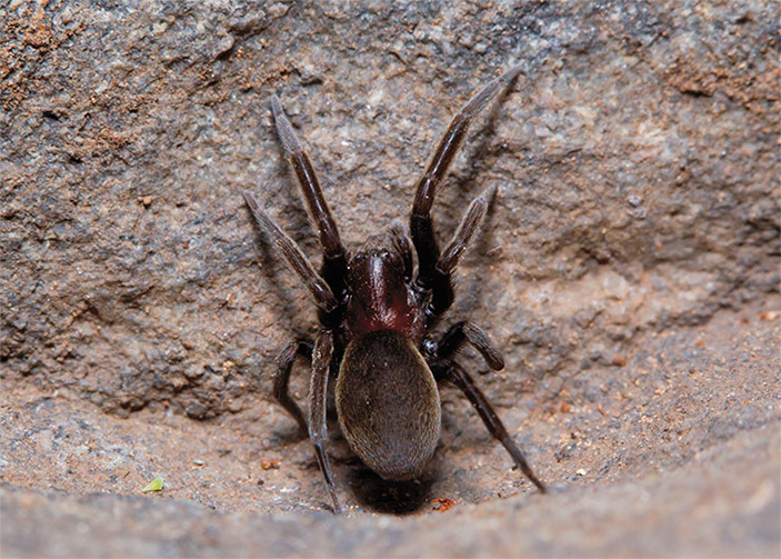 Каменный ткач