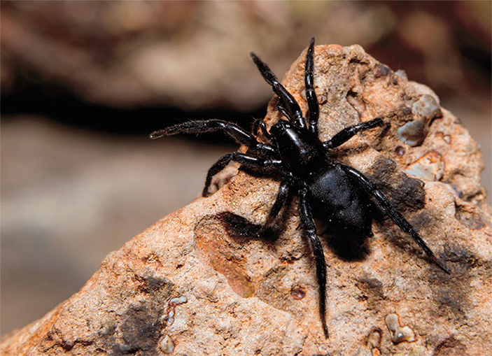 Зелотес подземный