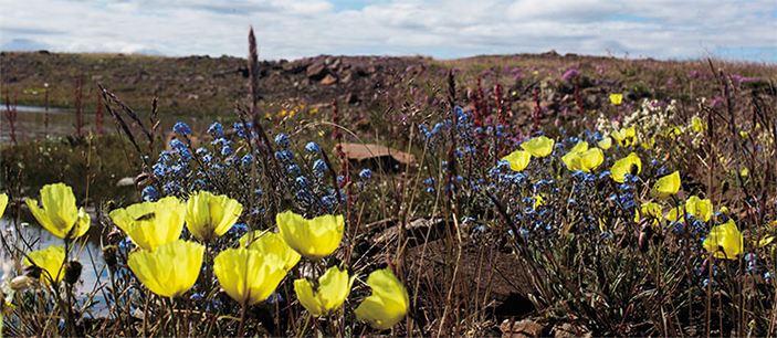 Весна на Южном Таймыре: «невидимая жизнь»