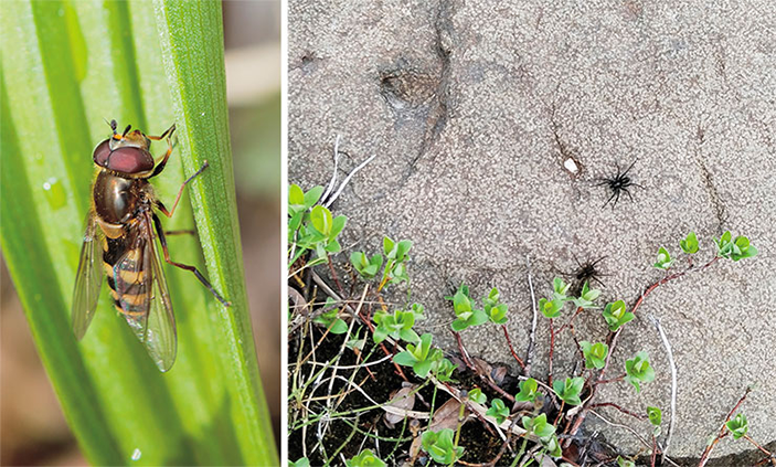 Муха-журчалка