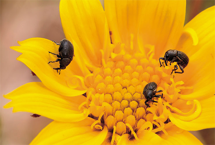 Долгоносики