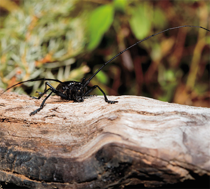 черный усач