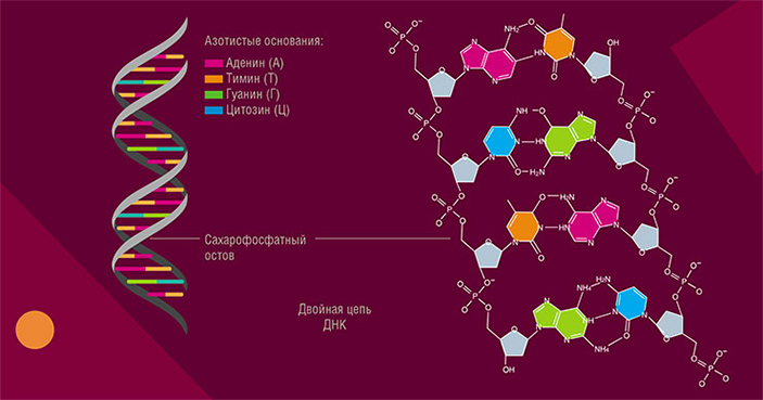 Молекула ДНК состоит из двух цепочек, закрученных в общую спираль