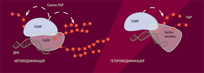 Ферменты PARP