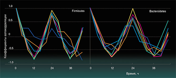 Исследования циркадных ритмов микробиоты