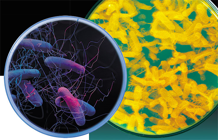 Clostridioides difficile