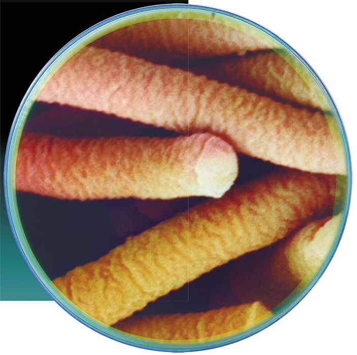 \nLactobacillus acidophilus