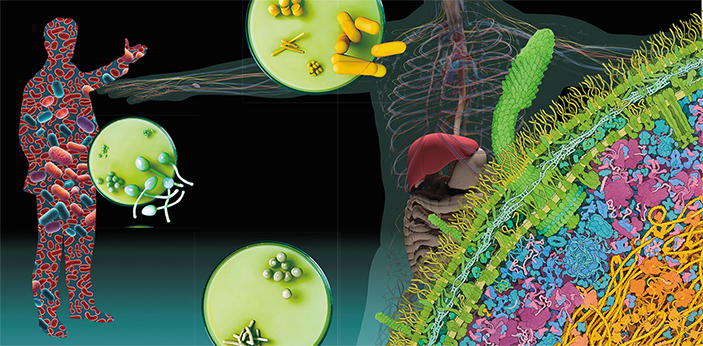 Нас много. Микробиота современного человека 1