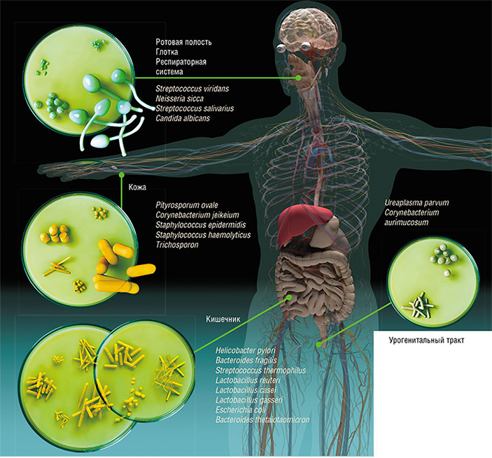 В организме человека содержится на порядок больше бактерий, грибов и других микроорганизмов, чем его собственных клеток