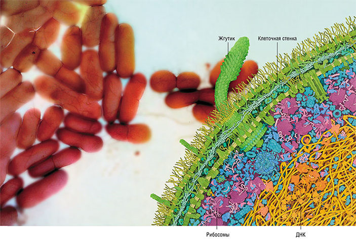 палочковидные бактерии\n
