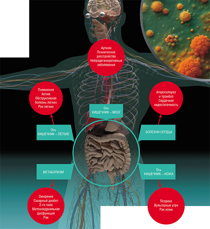 Микробиота кишечника способствует правильному функционированию многих органов