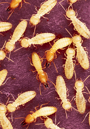 Рабочие термиты и солдаты