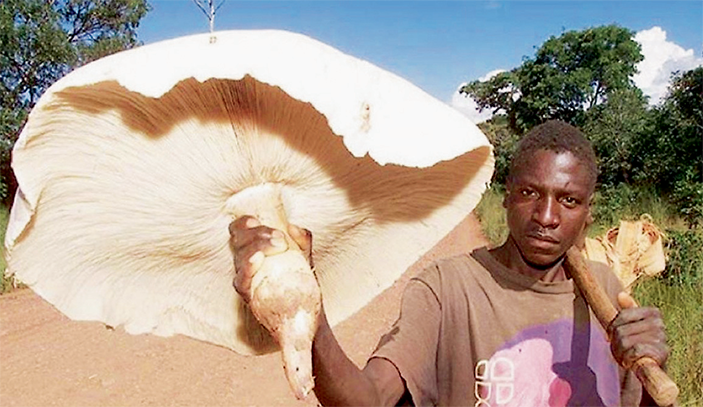 Человек держит гигантский гриб Termitomyces titanicus