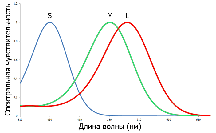 Кривые спектральной чувствительности колбочек приматов Старого Света