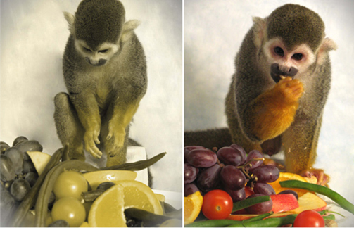 Обезьянка Дальтон глазами дихромата и трихромата