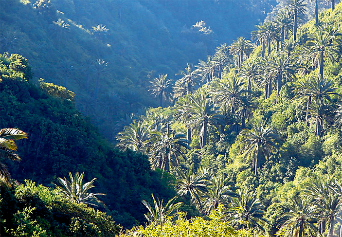 Лес из чилийских винных пальм