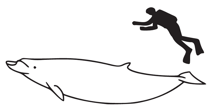 Тупорылый ремнезуб