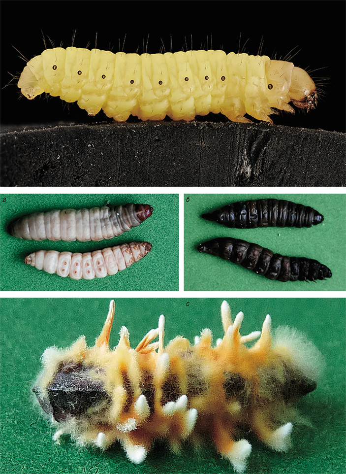 Гусеницы вощинной огневки