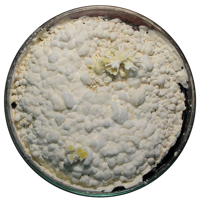 Может ли иммунитет хозяина работать на паразита? 11