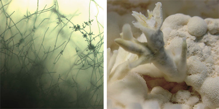 Штамм Sar-31 гриба Beauveria bassiana