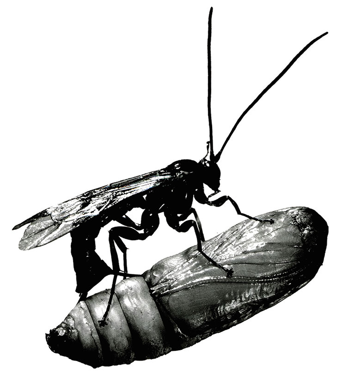 \n<p>Самка паразитоидной осы Apechthis ontario откладывает яйца в куколку вощинной огневки. 1962 г. Орегон, США. Public Domain/ R. Ryan</p>