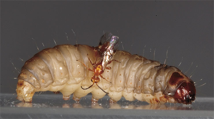 Паразитоид Habrobracon hebetor