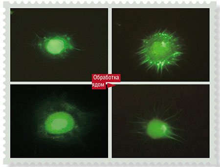 После обработки гемоцитов вощинной огневки ядом паразитической осы H. hebetor