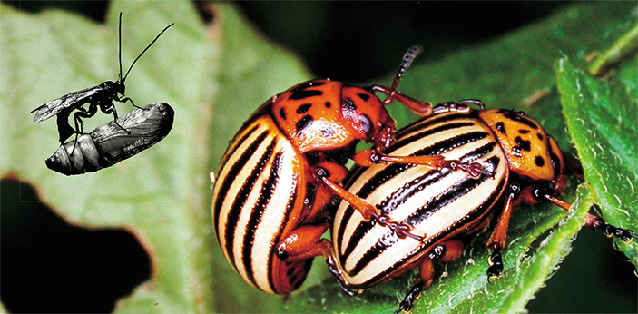 Может ли иммунитет хозяина работать на паразита? 1