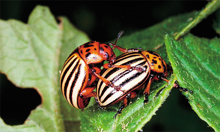 За сезон размножения самка колорадского жука может отложить до 500–1000 яиц