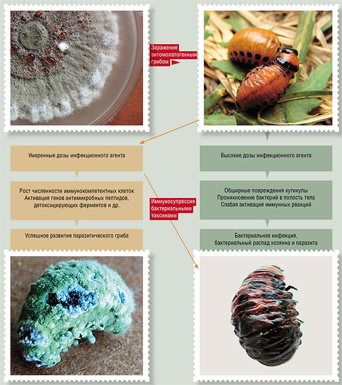 У личинок колорадского жука развитие «классического» микоза при заражении энтомопатогенным грибом идет при использовании не слишком высоких доз грибных спор