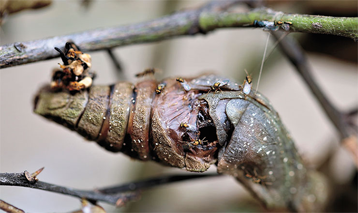 Особи паразитоидной осы