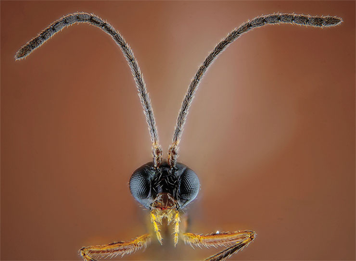 Самка паразитоидной осы Aphidius rhopalosiphi