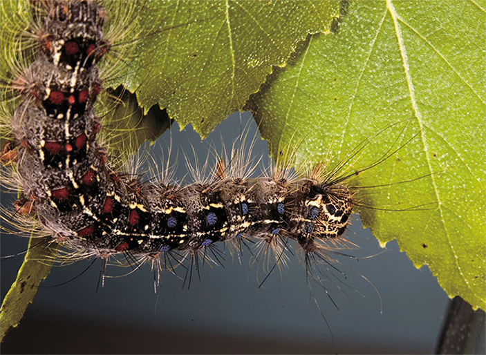 Гусеницы непарного шелкопряда (Lymantria dispar)