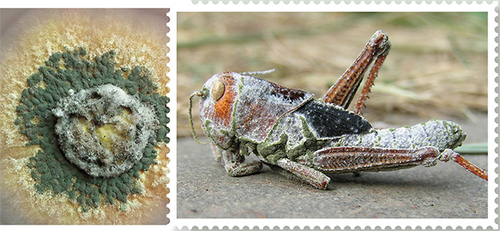 Взрослая особь перелетной саранчи