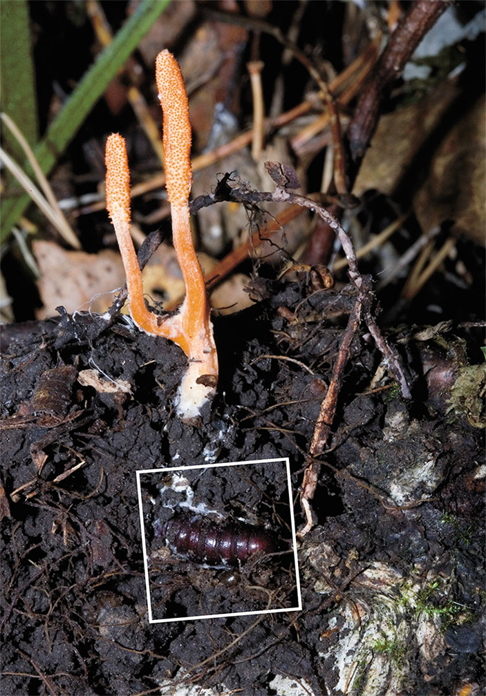 Cordyceps род спорыньевых грибов
