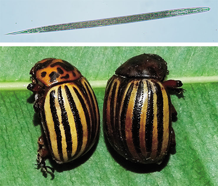 Энтомопатогенные круглые черви-нематоды