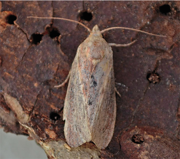 Вощинная огневка