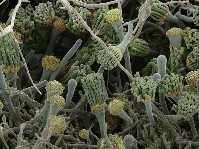 Плесневеющий мир